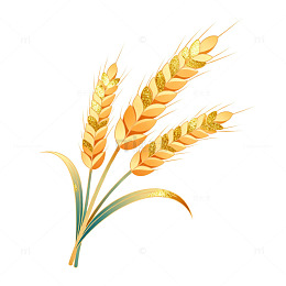 金色麦穗插画元素