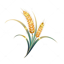 金色麦穗矢量插画设计素材
