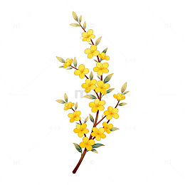 迎春花插画