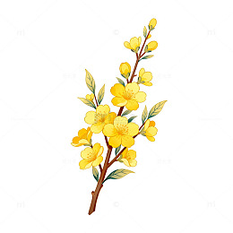 水彩迎春花插画设计素材
