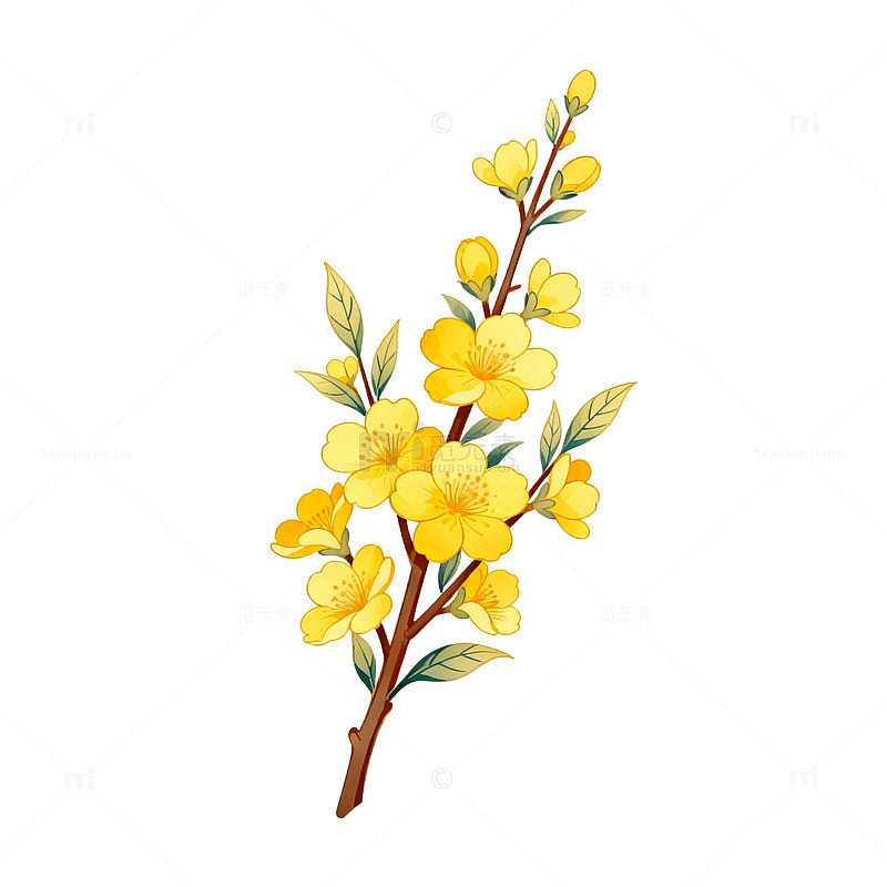 水彩迎春花插画设计素材