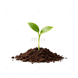 新生嫩芽土壤生长