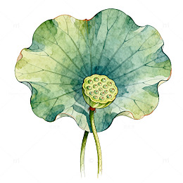 水彩荷花莲蓬装饰画