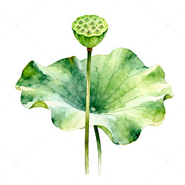 水墨风莲蓬荷叶手绘插画素材