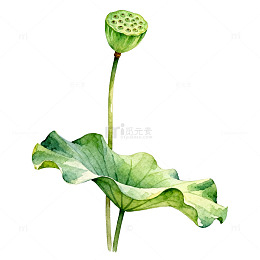 水彩风荷叶莲花手绘植物插画素材