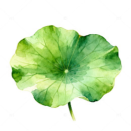 水彩荷叶插画设计素材