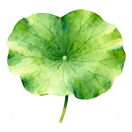 荷叶水彩画手绘植物插画