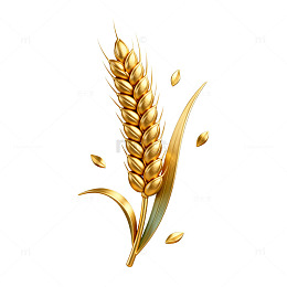 金黄小麦插画设计素材