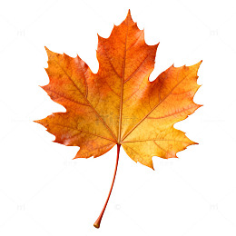 秋日枫叶特写片