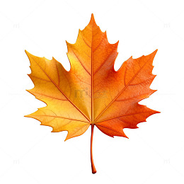 秋天枫叶透明背景素材