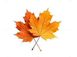 秋日枫叶特写片