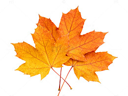 秋日枫叶特写片