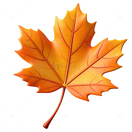 枫树叶片秋季插画素材