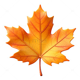 秋枫红叶特写片