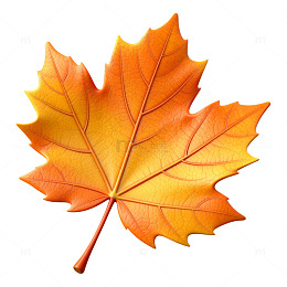 秋意浓枫叶特写片