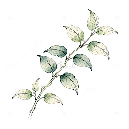 水彩植物枝叶插画