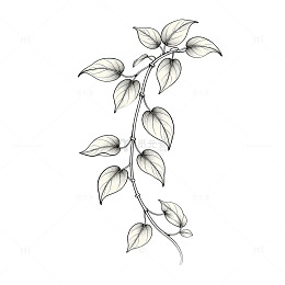 素描植物插画枝蔓叶子设计元素