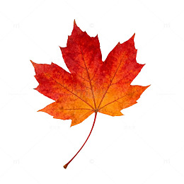 秋枫红叶透明背景设计素材
