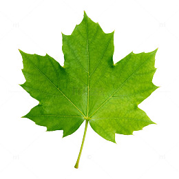 绿色枫叶特写片