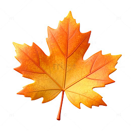 秋叶水彩画枫叶