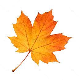 秋日枫叶特写自然风光