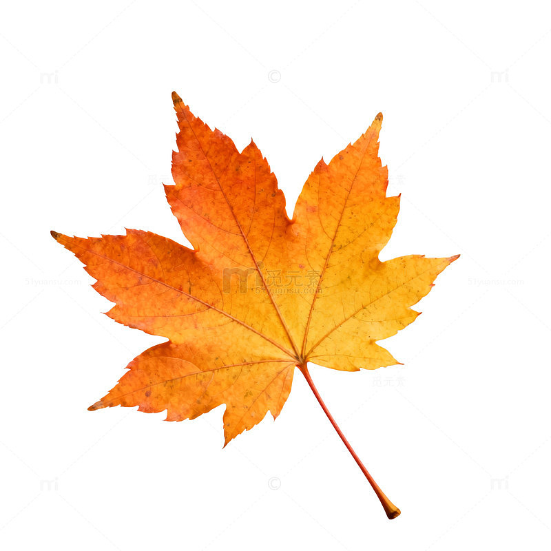 秋日枫叶特写片