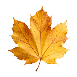 秋枫落叶特写片