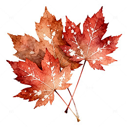 水彩枫叶秋季装饰图案