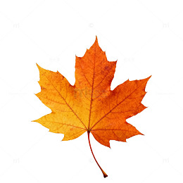 秋季枫叶特写片