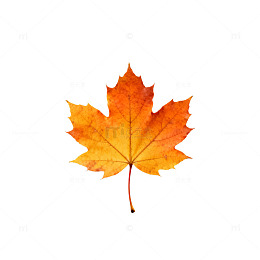 秋日枫叶特写片