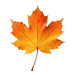 枫叶秋意浓特写片