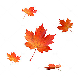 枫叶飘落秋日美景片