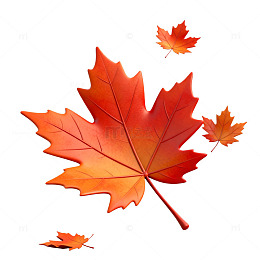 秋季枫叶飘落插画