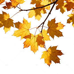 秋叶金黄风景壁纸