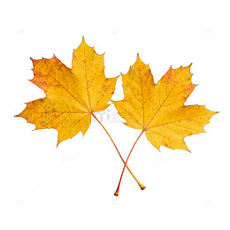 秋意浓枫叶静物
