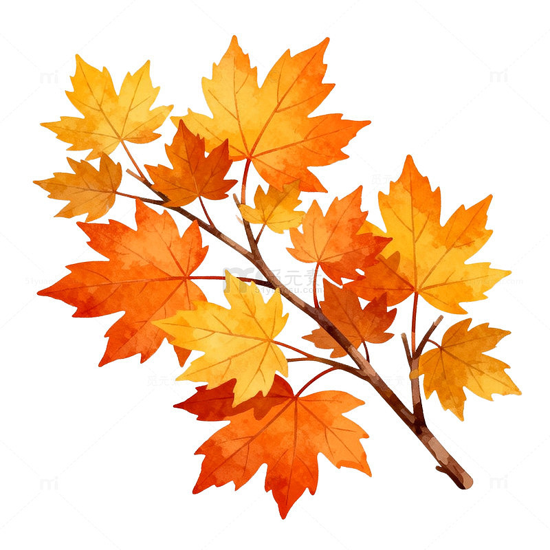 秋季枫叶水彩画