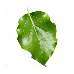 绿色叶片特写素材