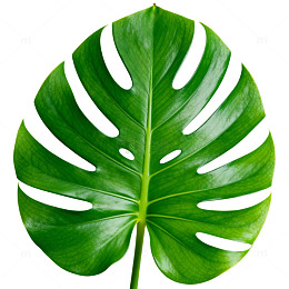 绿叶植物片
