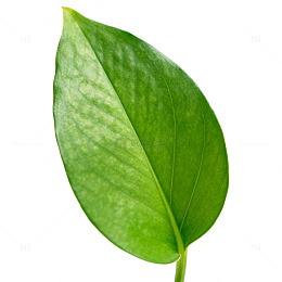 绿叶特写植物