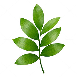 绿色植物叶片插画
