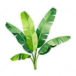 绿色植物叶片插画素材