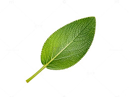 绿色植物叶片特写