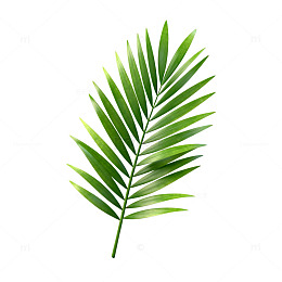 绿色棕榈叶矢量素材