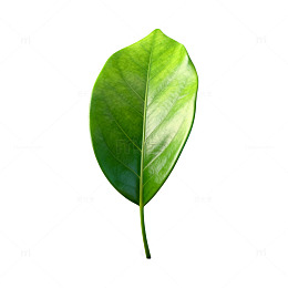 透明背景绿叶矢量图