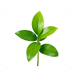 清新绿叶植物特写