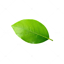 绿叶特写自然植物素材