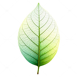 渐变叶脉骨架透明素材