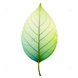 渐变叶脉透明背景装饰素材