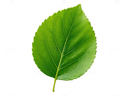 清新绿叶特写片