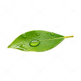 清新绿叶露珠特写